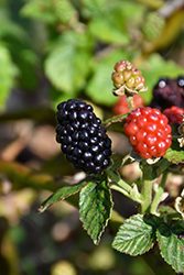Prime-Ark 45 Blackberry (Rubus 'APF-45') at Lakeshore Garden Centres