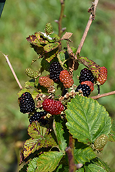 Arapaho Blackberry (Rubus 'Arapaho') at Lakeshore Garden Centres