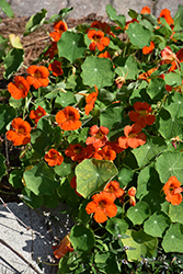 Common Nasturtium (Tropaeolum majus) at Lakeshore Garden Centres