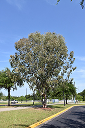 Mountain Gum (Eucalyptus dalrympleana) at Lakeshore Garden Centres