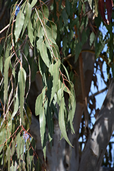 Mountain Gum (Eucalyptus dalrympleana) at Lakeshore Garden Centres