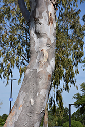 Mountain Gum (Eucalyptus dalrympleana) at Lakeshore Garden Centres
