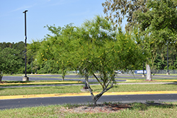 Mexican Palo Verde (Parkinsonia aculeata) at Lakeshore Garden Centres