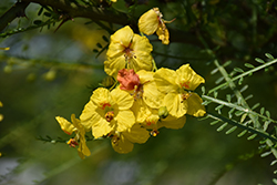 Mexican Palo Verde (Parkinsonia aculeata) at Lakeshore Garden Centres