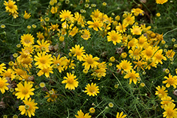 Golden Fleece (Thymophylla tenuiloba) at Lakeshore Garden Centres