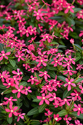 Soiree Kawaii Coral Vinca (Catharanthus roseus 'Soiree Kawaii Coral') at Lakeshore Garden Centres