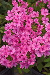 Vanessa Pink Verbena (Verbena 'Vanessa Pink') at Lakeshore Garden Centres