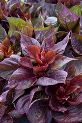 Sol Lizzard Leaf Celosia (Celosia argentea 'PAS1375173') at Lakeshore Garden Centres