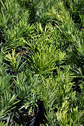 Pringle's Dwarf Shrubby Podocarpus (Podocarpus macrophyllus 'Pringle's Dwarf') at Lakeshore Garden Centres
