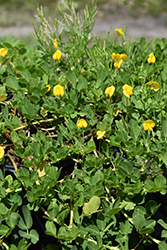 Peanut (Arachis hypogaea) at Lakeshore Garden Centres