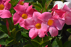 Bombshell Coral Pink Mandevilla (Mandevilla 'MANZ0001') at Lakeshore Garden Centres