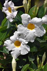 Bombshell White Mandevilla (Mandevilla 'Bombshell White') at Lakeshore Garden Centres