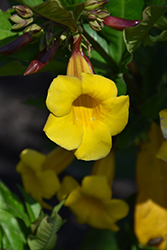 Bush Allamanda (Allamanda schottii) at Lakeshore Garden Centres