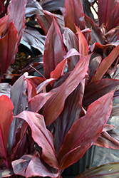 Auntie Lou Hawaiian Ti Plant (Cordyline fruticosa 'Auntie Lou') at Lakeshore Garden Centres