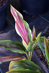 Sherbert Hawaiian Ti Plant (Cordyline fruticosa 'Sherbert') at Lakeshore Garden Centres