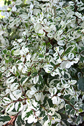 Dwarf Red-leaved Snow Bush (Breynia disticha 'Roseopicta Nana') at Lakeshore Garden Centres