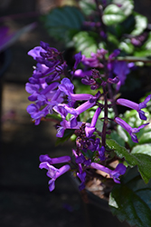 Magic Mona Swedish Ivy (Plectranthus 'Magic Mona') at Lakeshore Garden Centres