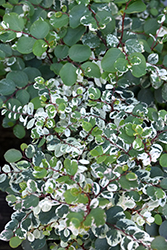 Key West Snow Bush (Breynia disticha 'Key West') at Lakeshore Garden Centres