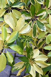 Dazzle Variegated Schefflera (Schefflera arboricola 'Dazzle') at Golden Acre Home & Garden
