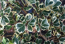 Sweetheart Triangle-leaved Ficus (Ficus triangularis 'Sweetheart') at Lakeshore Garden Centres