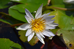 Dauben Tropical Water Lily (Nymphaea 'Dauben') at Lakeshore Garden Centres