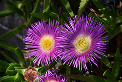 Trailing Iceplant (Lampranthus spectabilis) at Lakeshore Garden Centres