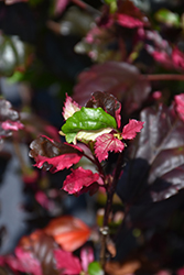 Fire and Ice Hibiscus (Hibiscus rosa-sinensis 'Fire and Ice') at Lakeshore Garden Centres