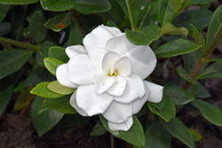 Celestial Star Gardenia (Gardenia jasminoides 'Celestial Star') at Lakeshore Garden Centres