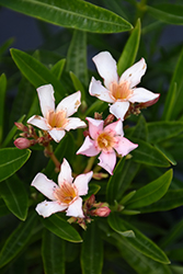 Dwarf Salmon Oleander (Nerium oleander 'Dwarf Salmon') at Lakeshore Garden Centres