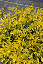 Gold Mound Duranta (Duranta erecta 'Gold Mound') at Lakeshore Garden Centres