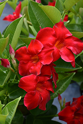 Tropical Breeze Velvet Red Mandevilla (Mandevilla 'Tropical Breeze Velvet Red') at Lakeshore Garden Centres