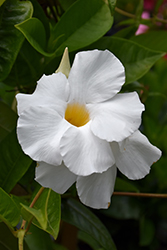Sun Parasol Giant White Mandevilla (Mandevilla 'Sun Parasol Giant White') at Lakeshore Garden Centres