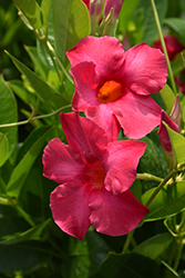 Tropical Breeze Raspberry Kiss Mandevilla (Mandevilla 'Tropical Breeze Raspberry Kiss') at Lakeshore Garden Centres