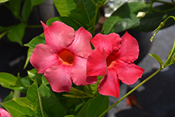 Sundenia Coral Mandevilla (Mandevilla 'Sundenia Coral') at Lakeshore Garden Centres
