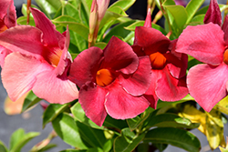 Sundenia Crimson Mandevilla (Mandevilla 'Sundenia Crimson') at Lakeshore Garden Centres