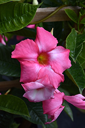 Sun Parasol Giant Pink Mandevilla (Mandevilla 'Sun Parasol Giant Pink') at Lakeshore Garden Centres