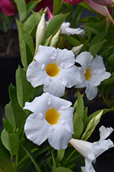 Sundenia White Mandevilla (Mandevilla 'Sundenia White') at Lakeshore Garden Centres