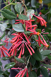 Trumpet Honeysuckle (Lonicera sempervirens) at Lakeshore Garden Centres