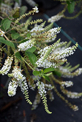 Sweet Almond Bush (Aloysia virgata) at Lakeshore Garden Centres