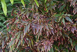 Firestorm Copperleaf (Acalypha wilkesiana 'Firestorm') at Lakeshore Garden Centres