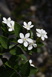 Arctic Snow Bush (Wrightia antidysenterica) at Lakeshore Garden Centres
