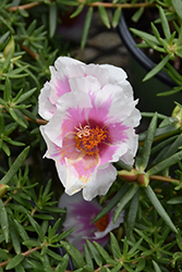 Samba Pink Bicolor Portulaca (Portulaca 'Samba Pink Bicolor') at Lakeshore Garden Centres