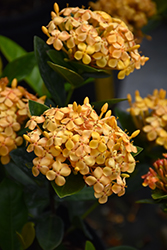 Dwarf Yellow Ixora (Ixora 'Dwarf Yellow') at Lakeshore Garden Centres