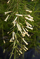 Yellow Glow Fountain Bush (Russelia equisetiformis 'Yellow Glow') at Lakeshore Garden Centres