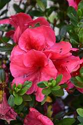 Nuccio's Wild Cherry Azalea (Rhododendron 'Nuccio's Wild Cherry') at Lakeshore Garden Centres