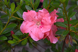 Wakaebisu Rhododendron (Rhododendron 'Wakaebisu') at Lakeshore Garden Centres