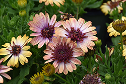4D Harvest Moon African Daisy (Osteospermum 'KLEOE18043') at Lakeshore Garden Centres