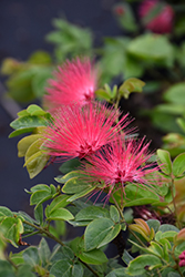 Powderpuff (Calliandra haematocephala) at Lakeshore Garden Centres