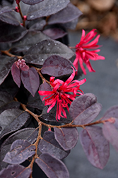 Red Chocolate Chinese Fringeflower (Loropetalum chinense 'Red Chocolate') at Lakeshore Garden Centres