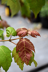 Summer Red Red Maple (Acer rubrum 'Summer Red') at Lakeshore Garden Centres